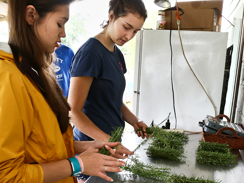 Tulane public service interns bundling rosemary on an urban farm